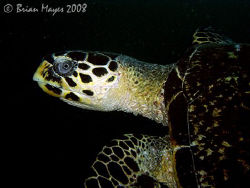 This Hawksbill Turtle swam past just as I had taken a mac... by Brian Mayes 
